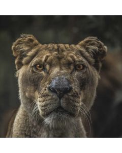 Merino Wool Dress Socks 6-Pack - Image 1