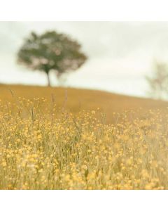 Cast Iron Dutch Oven 6-Qt - Image 1