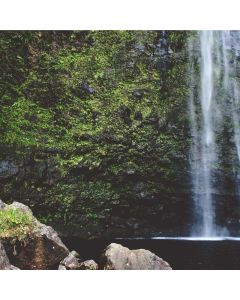 The Plant-Based Athlete - Image 1