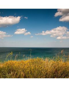 Carbon Fiber Road Bike - Image 1