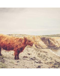 Plush Stuffed Animal Giant 36" - Image 1