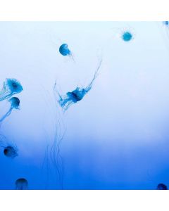 Electrolyte Powder 30 Packets - Image 1