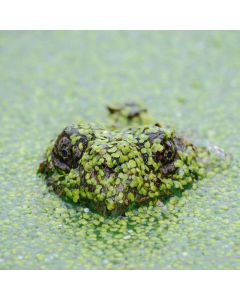 Bluetooth OBD2 Scanner - Image 1