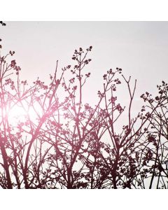 Roof Rack Cross Bars Universal - Image 1