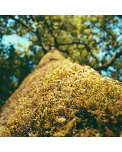 Dog Harness No-Pull Adjustable - Image 1