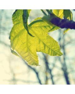 Anklet Chain Sterling Silver - Image 1