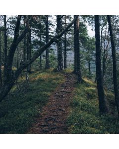 Aged Balsamic Vinegar 250ml - Image 1