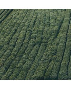 Coconut Oil Organic Virgin 32oz - Image 1