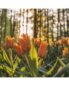 Lightweight Stroller Compact Fold - Image 1