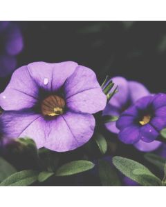 Travel Blanket & Pillow Set - Image 1